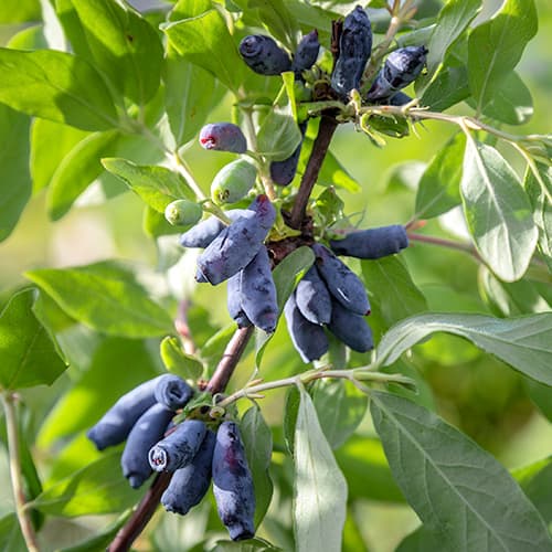 Honigbeere Morena interface.image 1 interface.art 9308