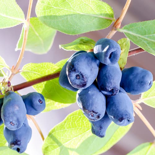 Honigbeere Sinoglaska, P9 interface.image 1 interface.art 9228