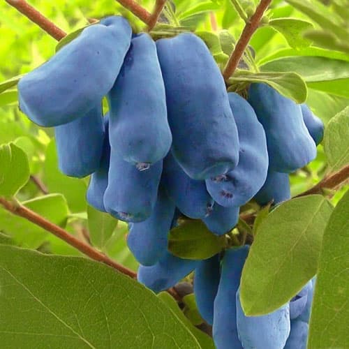 Honigbeere Wojtek, P9 interface.image 1 interface.art 9328