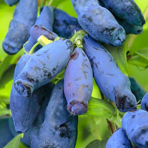 Honigbeere Woloszebnica interface.art Bild 1 Honigbeere Woloszebnica interface.image 1 interface.art 9305