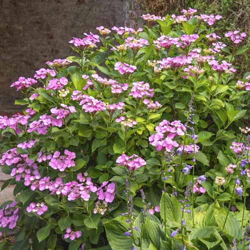 Hortensie Santiago PBR, C3 interface.image 1 interface.art 8550