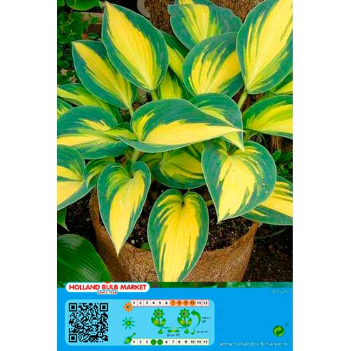 Hosta Remember Me interface.image 1 interface.art 76461