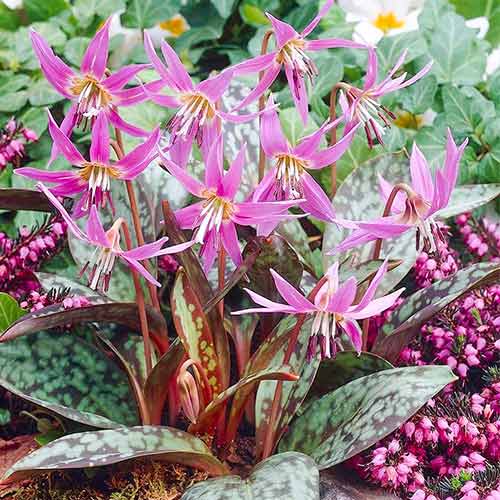 Hundzahn Dens-Canis interface.image 1 interface.art 67891