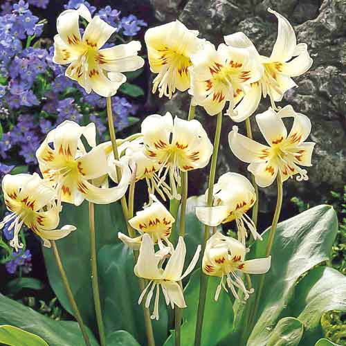 Hundzahn White Beauty interface.image 1 interface.art 67351