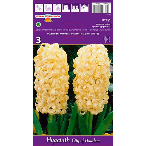 Hyazinthe City of Haarlem interface.image 1 interface.art 67594