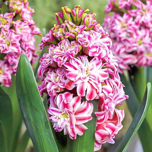 Hyazinthe Eros interface.image 1 interface.art 67591