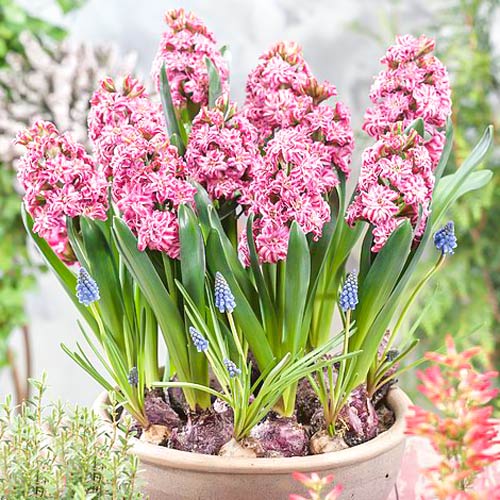 Hyazinthe Eros interface.image 2 interface.art 67591