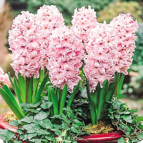 Hyazinthe Fondant interface.image 1 interface.art 68095