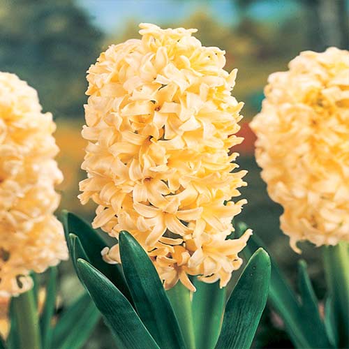 Hyazinthe Hermione interface.image 1 interface.art 70271