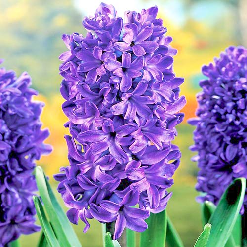 Hyazinthe Marie interface.image 1 interface.art 67588