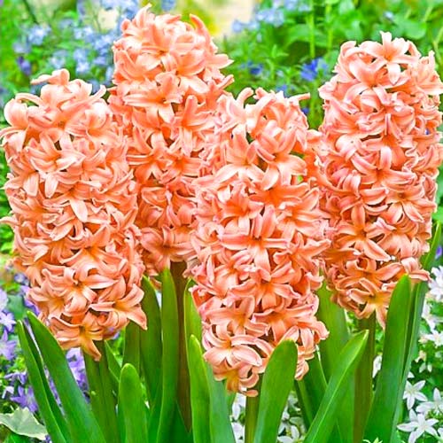 Hyazinthe Odysseus interface.image 1 interface.art 68010