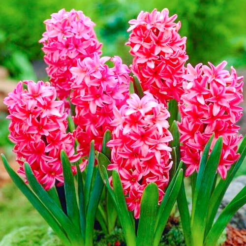 Hyazinthe Red Magic interface.image 1 interface.art 67593