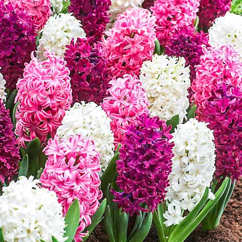 Hyazinthe Salsa Duo, farbmischung interface.image 1 interface.art 68011