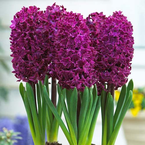 Hyazinthe Woodstock interface.image 1 interface.art 67584