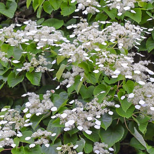 Hydrangea hydr. Moonlight, С2 interface.image 1 interface.art 7776