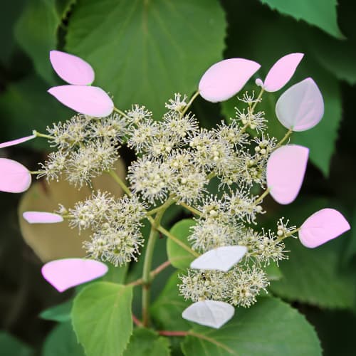 Hydrangea hydr. Roseum, С2 interface.image 1 interface.art 7777