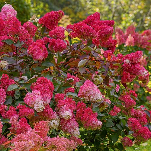 Hydrangea panic. Petite Flori, С2 interface.image 1 interface.art 7781