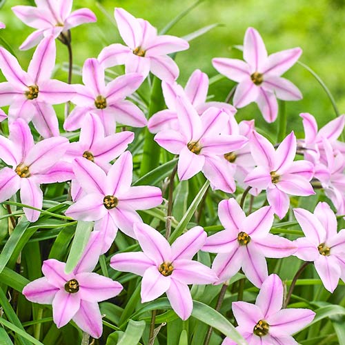 Ifejon (Ipheion) Charlotte Bishop interface.image 1 interface.art 68013