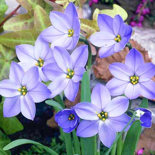 Ifejon (Ipheion) Rolf Fiedler interface.image 1 interface.art 70228