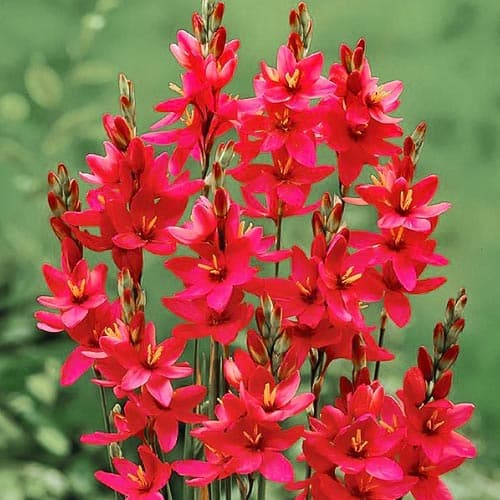 Iksia Venus interface.image 1 interface.art 76297