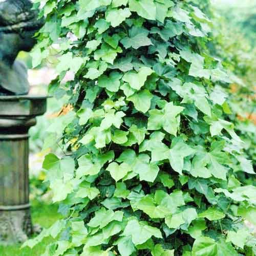 Irischer Efeu, P9 interface.image 1 interface.art 9081