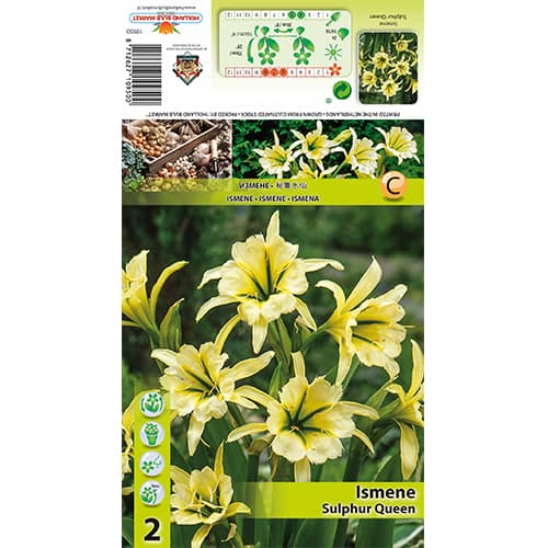 Ismene Sulphur Queen interface.image 1 interface.art 77829