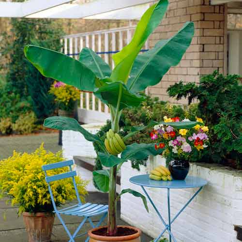 Japanische Banane interface.image 1 interface.art 5618