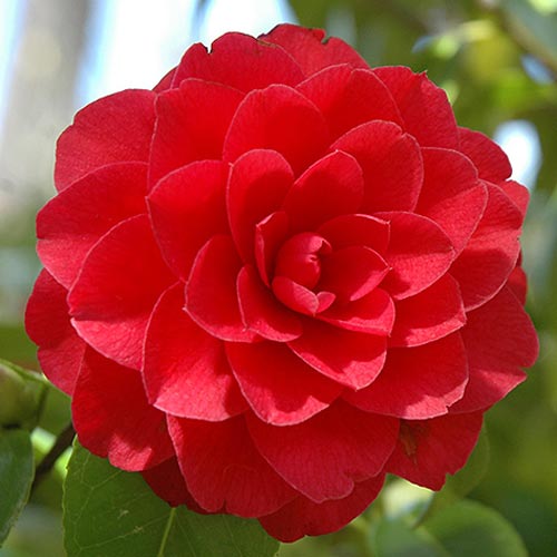 Japanische Kamelie Red interface.art Bild 1 Japanische Kamelie Red interface.image 1 interface.art 76649