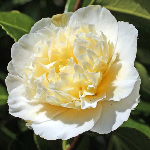 Japanische Kamelie Yellow interface.art Bild 1 Japanische Kamelie Yellow interface.image 1 interface.art 76647