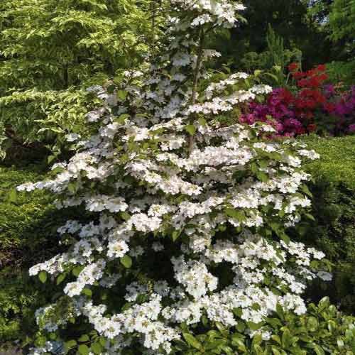 Japanischer Schneeball Kilimandjaro Sunrise PBR, C3 interface.image 1 interface.art 8586