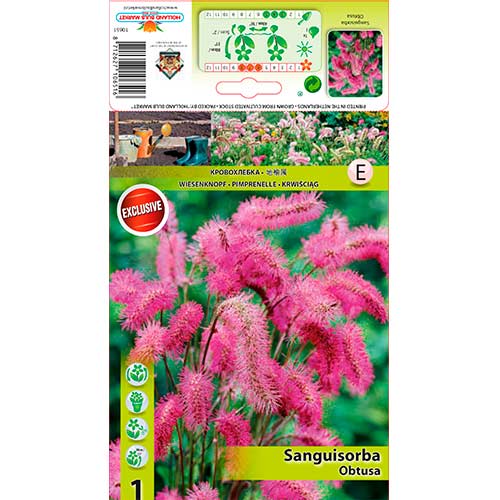 Japanischer Wiesenknopf interface.image 1 interface.art 76362