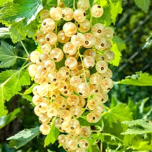 Johannisbeere Weiße Versaille, Р9 interface.image 1 interface.art 7562