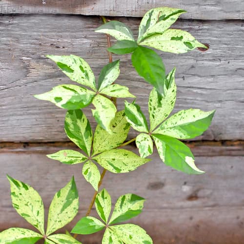 Jungfernrebe Star Showers, P9 interface.art Bild 1 Jungfernrebe Star Showers, P9 interface.image 1 interface.art 5866