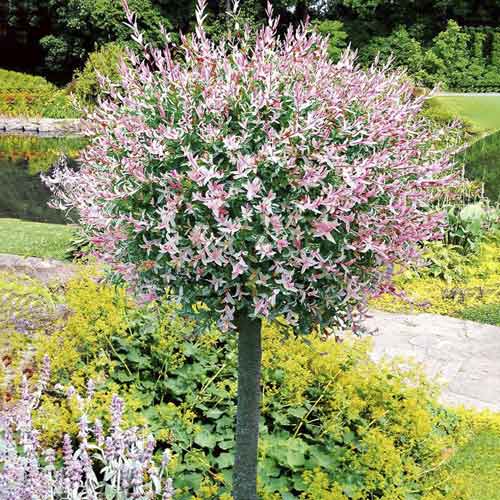 Kätzchenweide Hakuro Nishiki, С3 interface.art Bild 1 Kätzchenweide Hakuro Nishiki, С3 interface.image 1 interface.art 7713