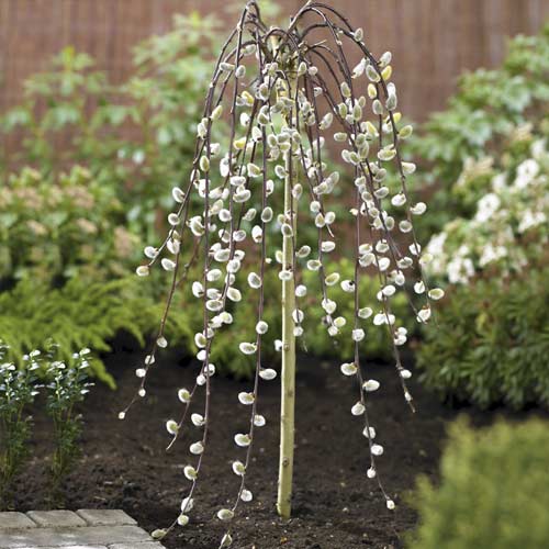 Kätzchenweide Kilmarnock, С5 interface.image 1 interface.art 7712