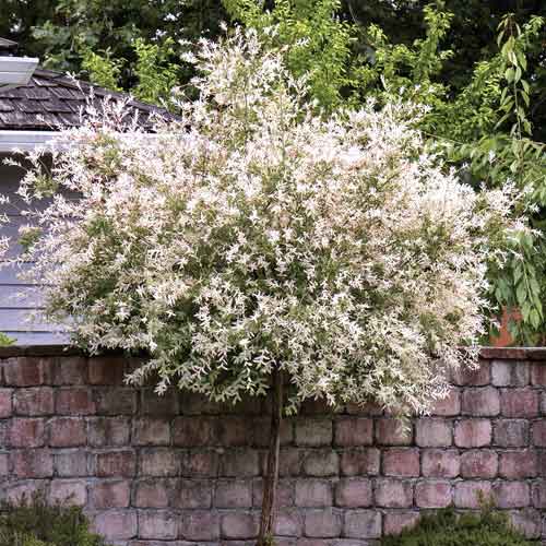 Kätzchenweide Pendula, С5 interface.art Bild 1 Kätzchenweide Pendula, С5 interface.image 1 interface.art 7714