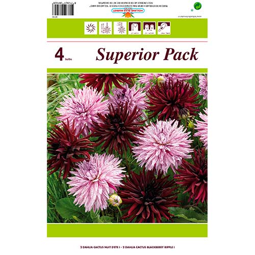 Kaktus Dahlie, Farbmischung interface.image 1 interface.art 76412