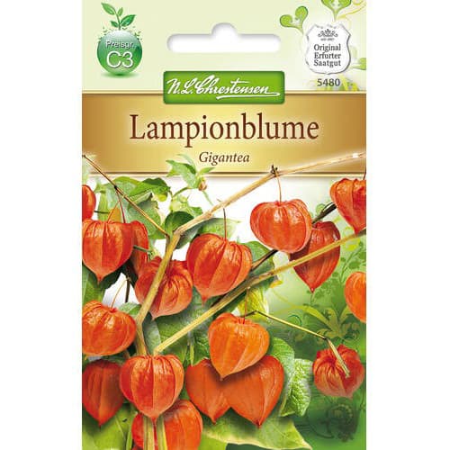 Lampionblume Gigantea interface.art Bild 1 Lampionblume Gigantea interface.image 1 interface.art 78976