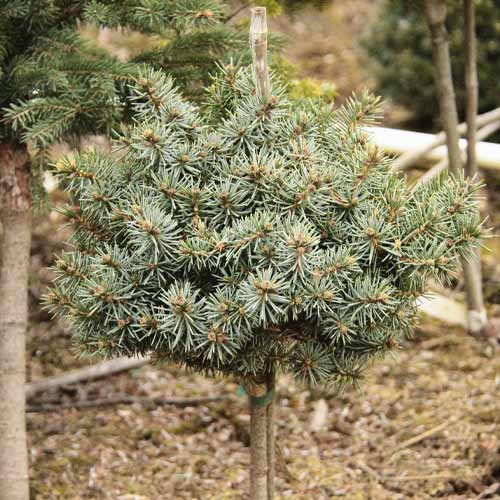 Kiefer Blue Ball, C4 interface.image 1 interface.art 8250