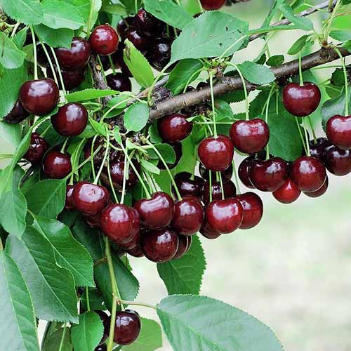 Kirsche Achat, С2 interface.image 1 interface.art 4848