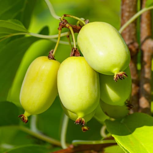 Kiwi Chang Bai Giant, С2 interface.image 1 interface.art 5456