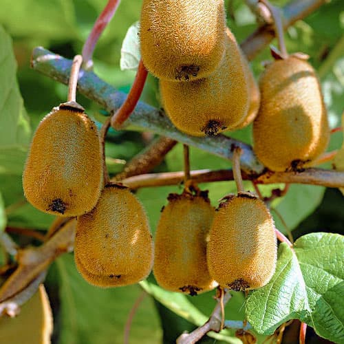 Kiwi Dr Szymanowski interface.art Bild 1 Kiwi Dr Szymanowski interface.image 1 interface.art 9314