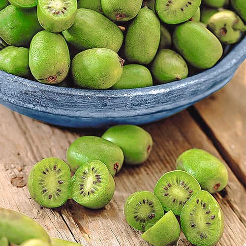 Kiwi Issai, P9 interface.image 1 interface.art 9238