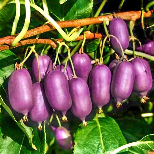 Kiwi Ken's Red, P9 interface.image 1 interface.art 9240