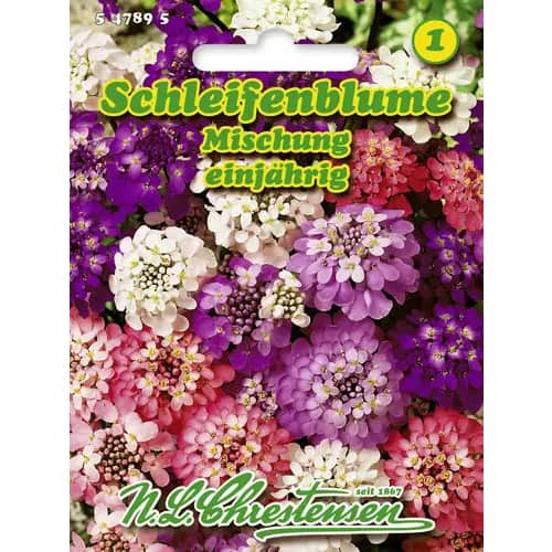 Schleifenblume Mischung interface.art Bild 1 Schleifenblume Mischung interface.image 1 interface.art 96428