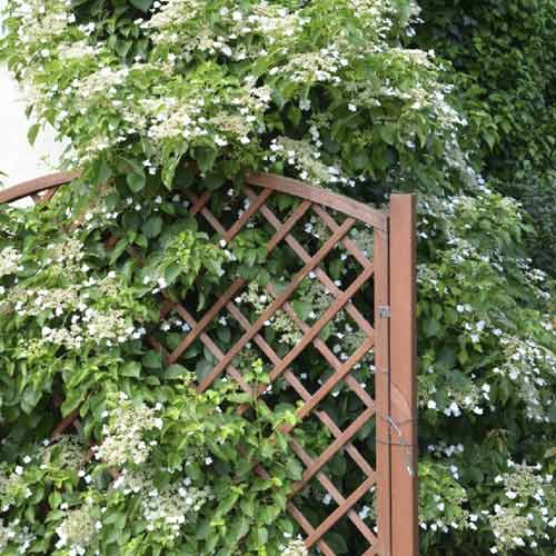 Kletterhortensie Mirranda, С2 interface.image 1 interface.art 8219