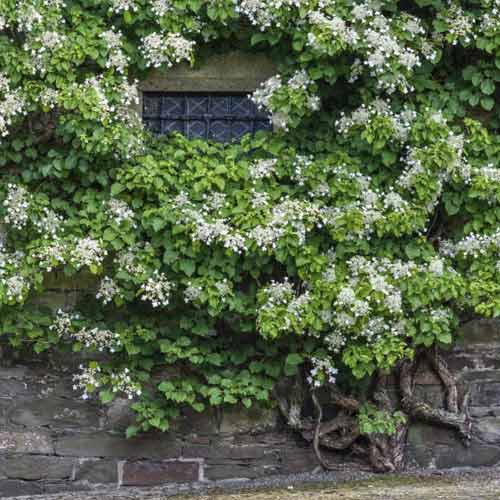 Kletterhortensie Take a chance ®, С2 interface.image 1 interface.art 8220