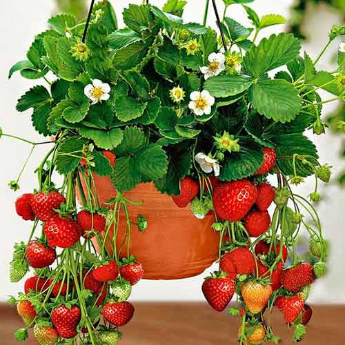 Kletternde Erdbeere interface.image 1 interface.art 5413