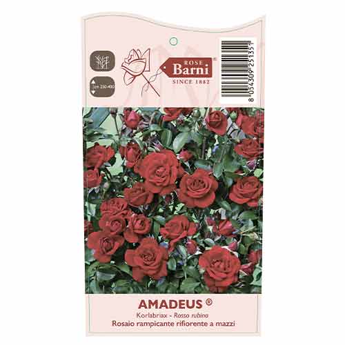 Kletterrose Amadeus®, C5 interface.image 3 interface.art 5490