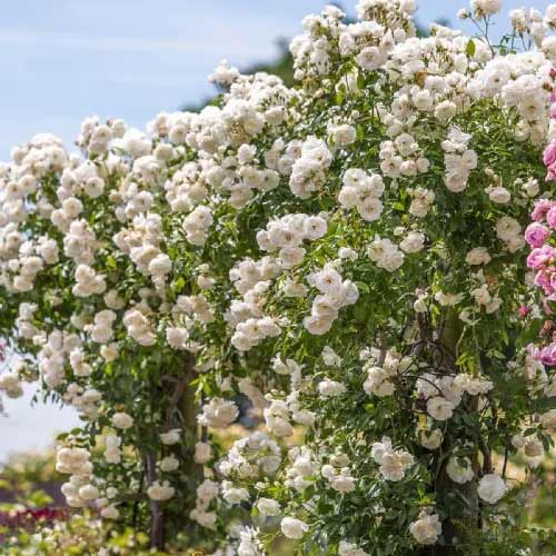 Kletterrose Climbing Iceberg, root ball interface.image 1 interface.art 2148